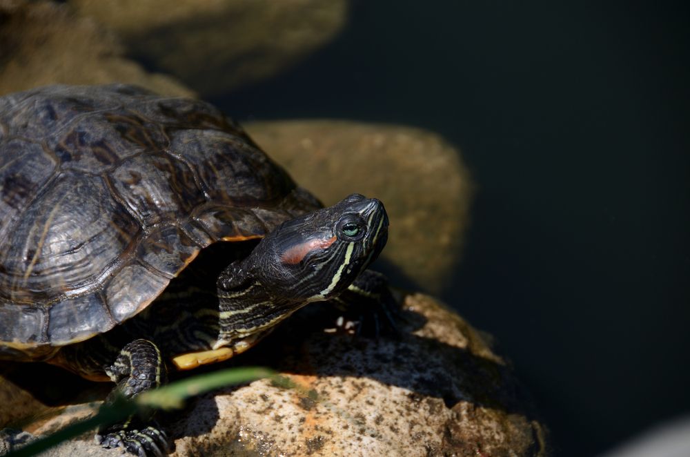 Фотография автора Aleksei Batiukov
