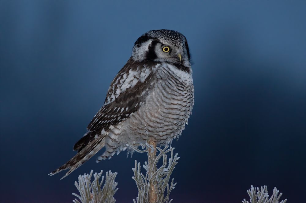 Photograph by Дарья