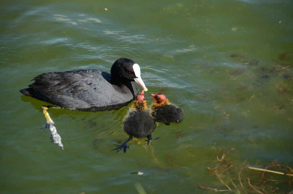 Фотография автора Aleksei Batiukov