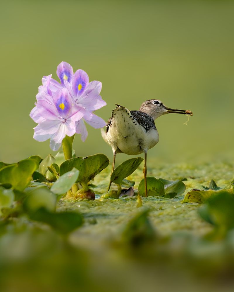 Photograph by Swarup Roy Chowdhury