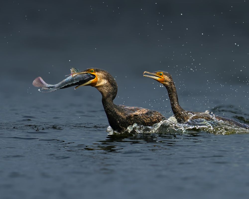Photograph by Swarup Roy Chowdhury