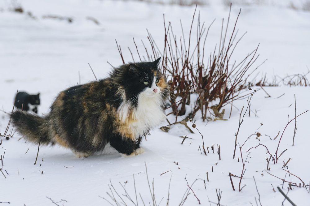 Photograph by Лилия Кондратьева