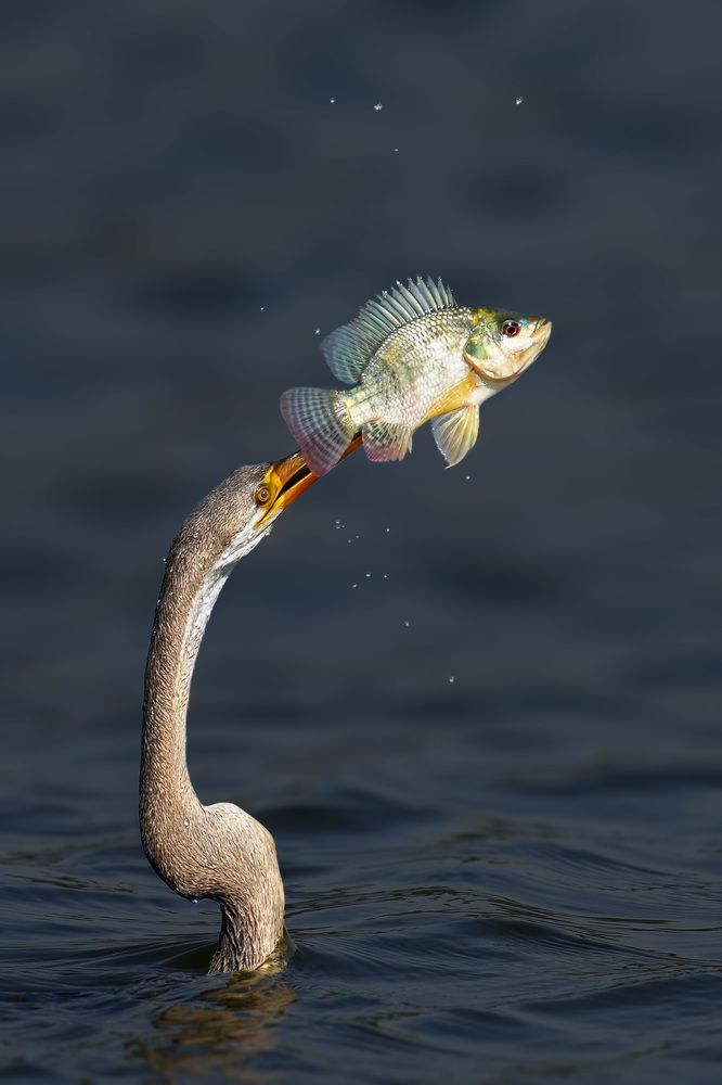 Photograph by Swarup Roy Chowdhury