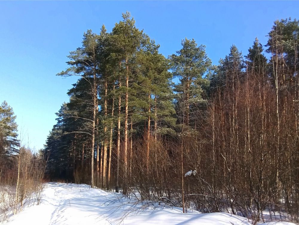 Фотография автора Вера,  Саша  Натан Фотогруппа ВЕСНА