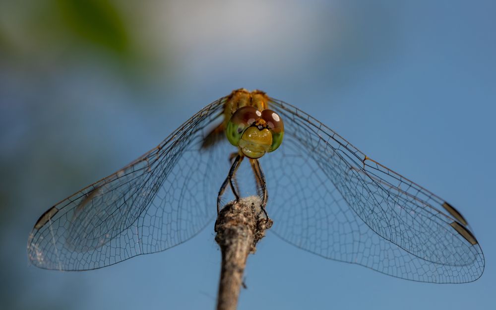 Photograph by Светлана Тараканова