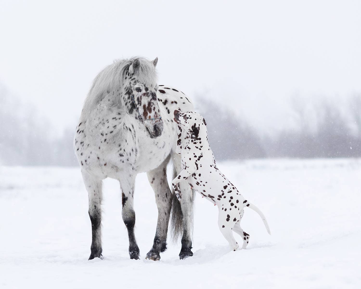 Фотография #10321911