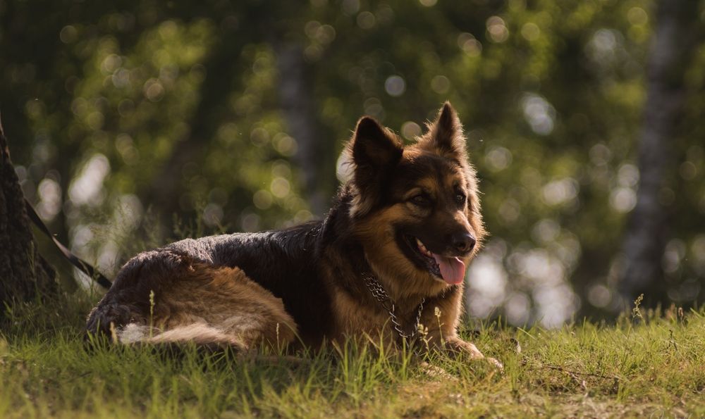 Photograph by Алина Плотникова