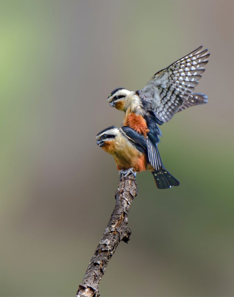 Photograph by Soumendu Das
