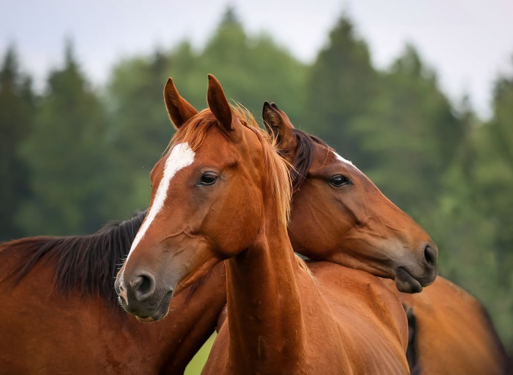 Photograph by Диана Бородзе