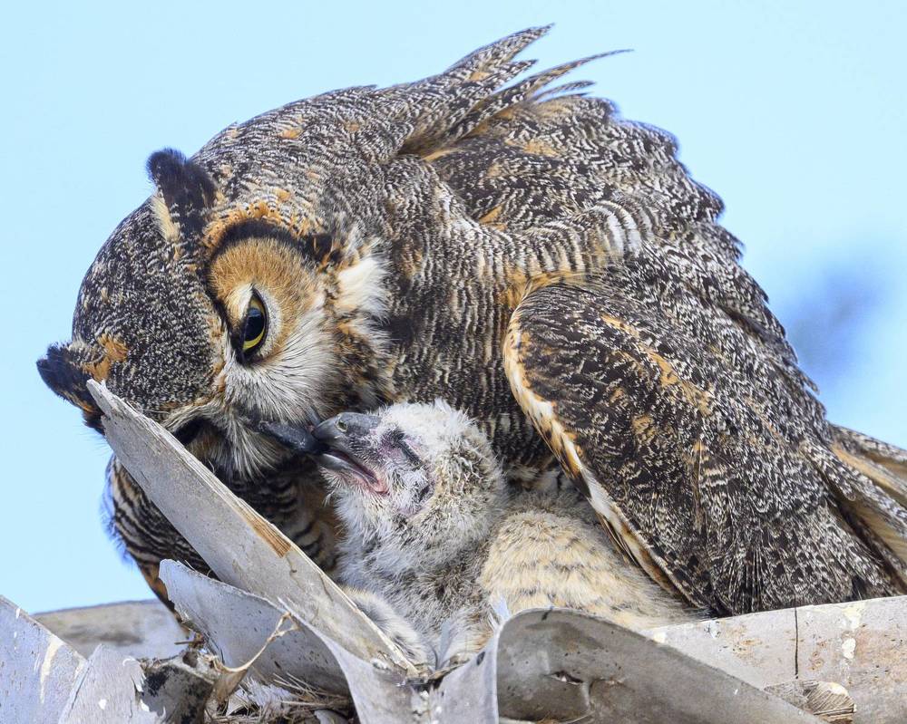 Nurtured Owlets