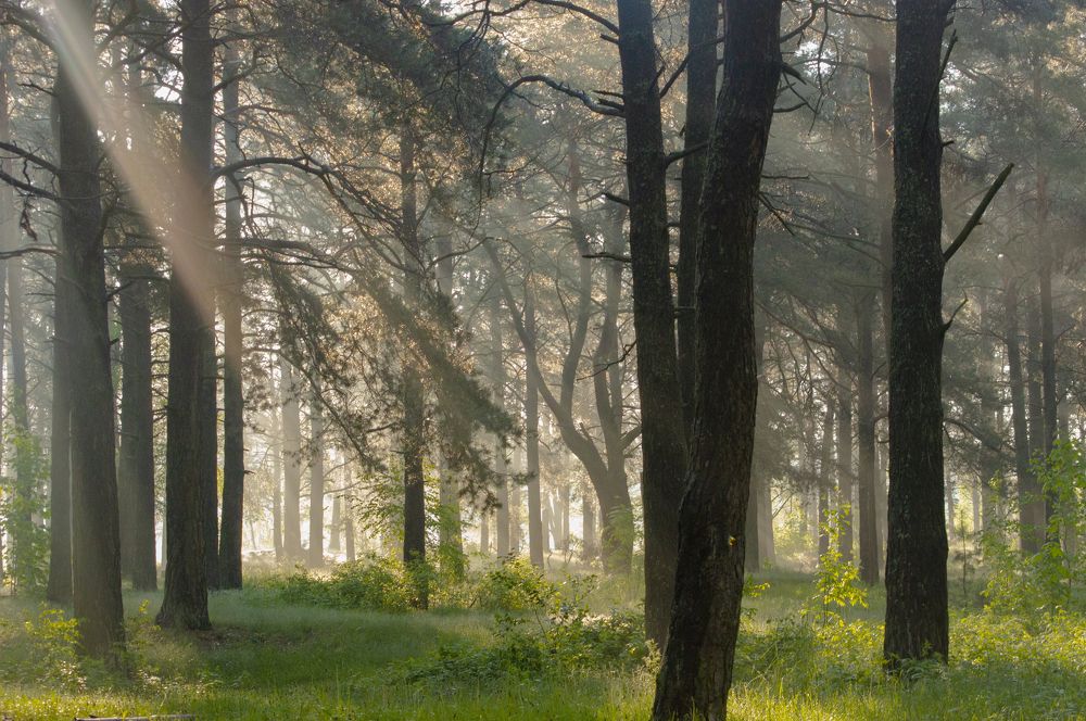 Photograph by Елена Кошелева