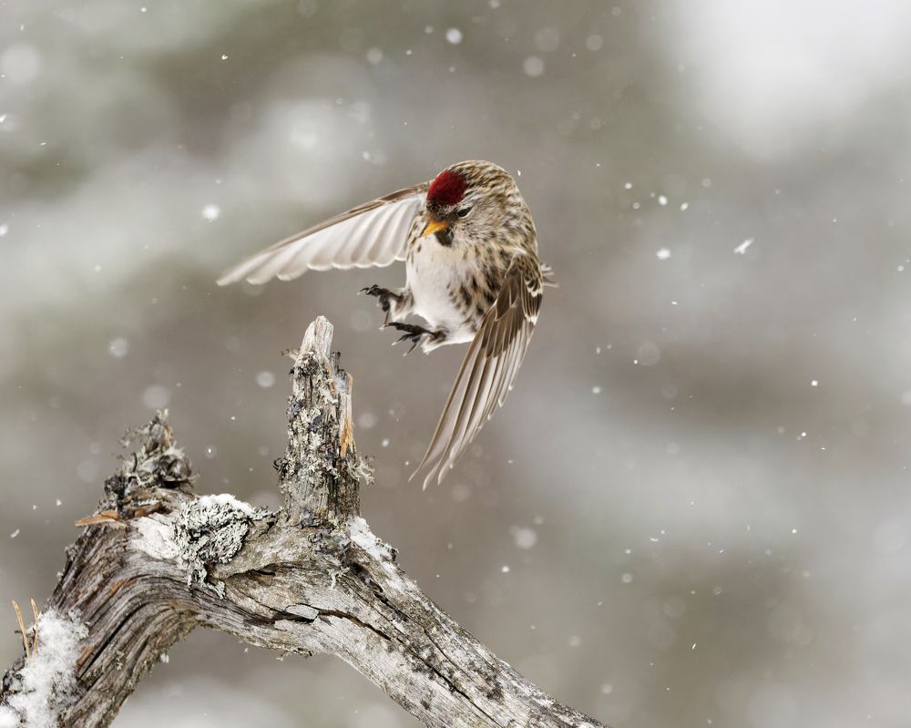 Photograph by Jørgen Hovde