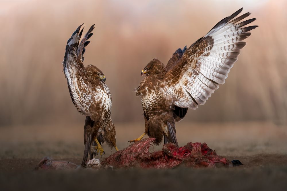 Photograph by Igor Göblös