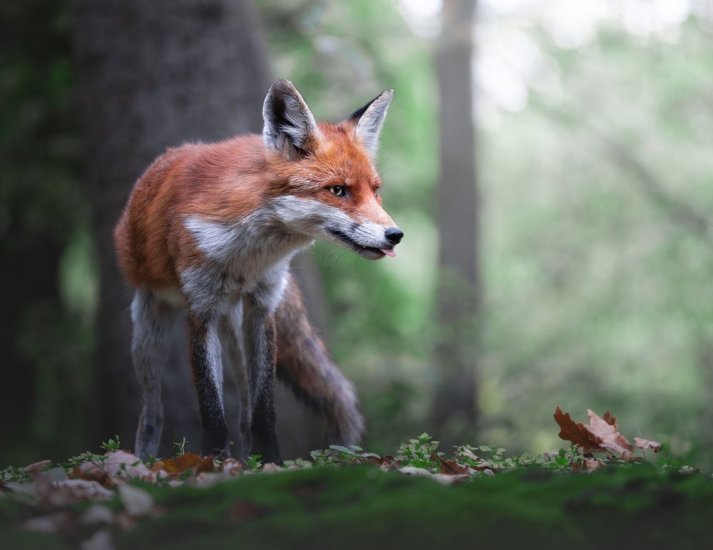 Photograph by Igor Göblös