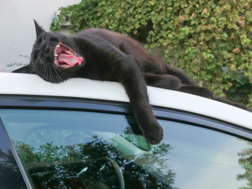 Зевок Багиры