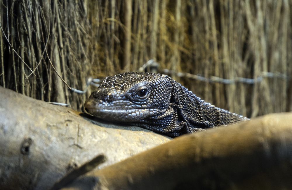 Photograph by Dmitrijs Zigilijs