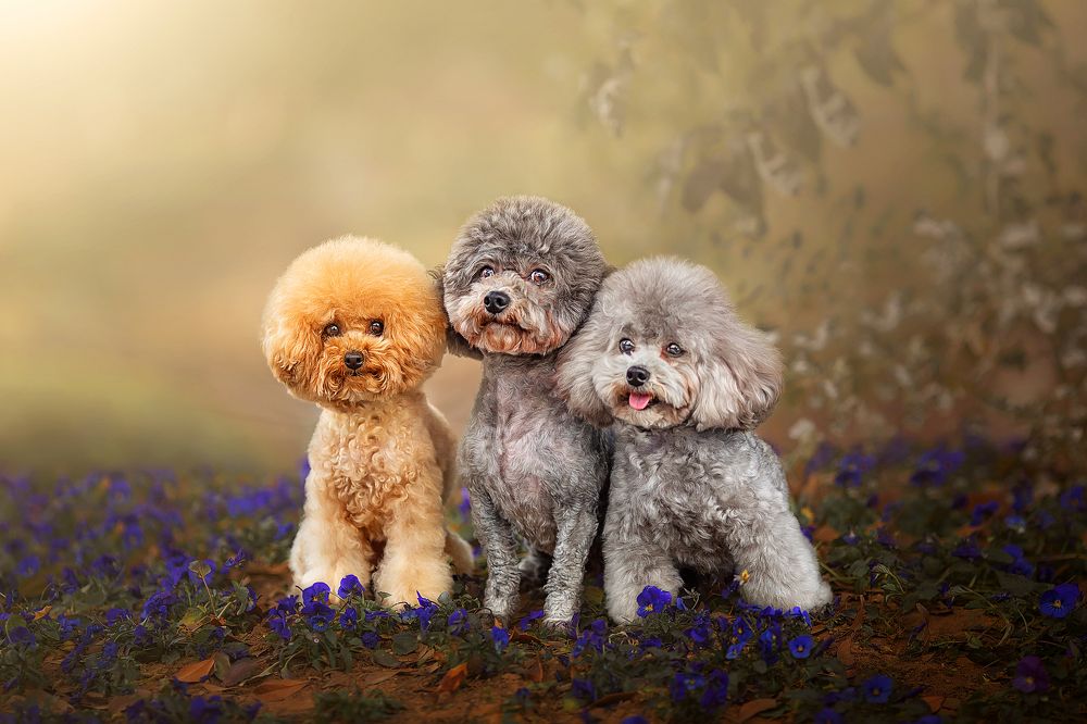 Photograph by 温琪耀