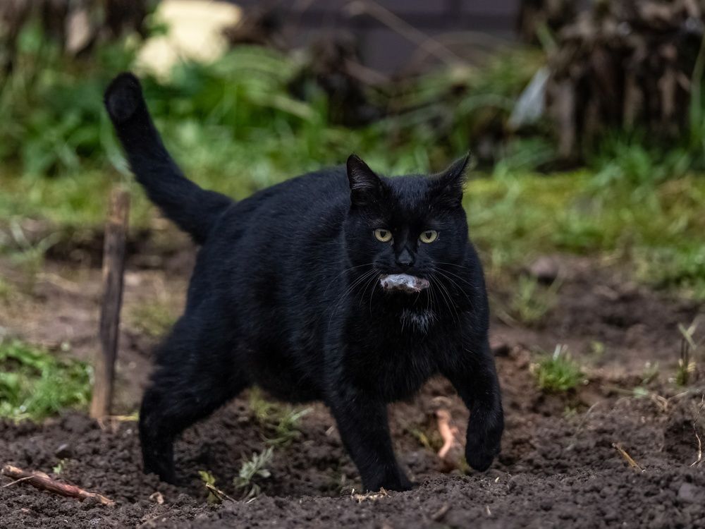 Кошки-мышки