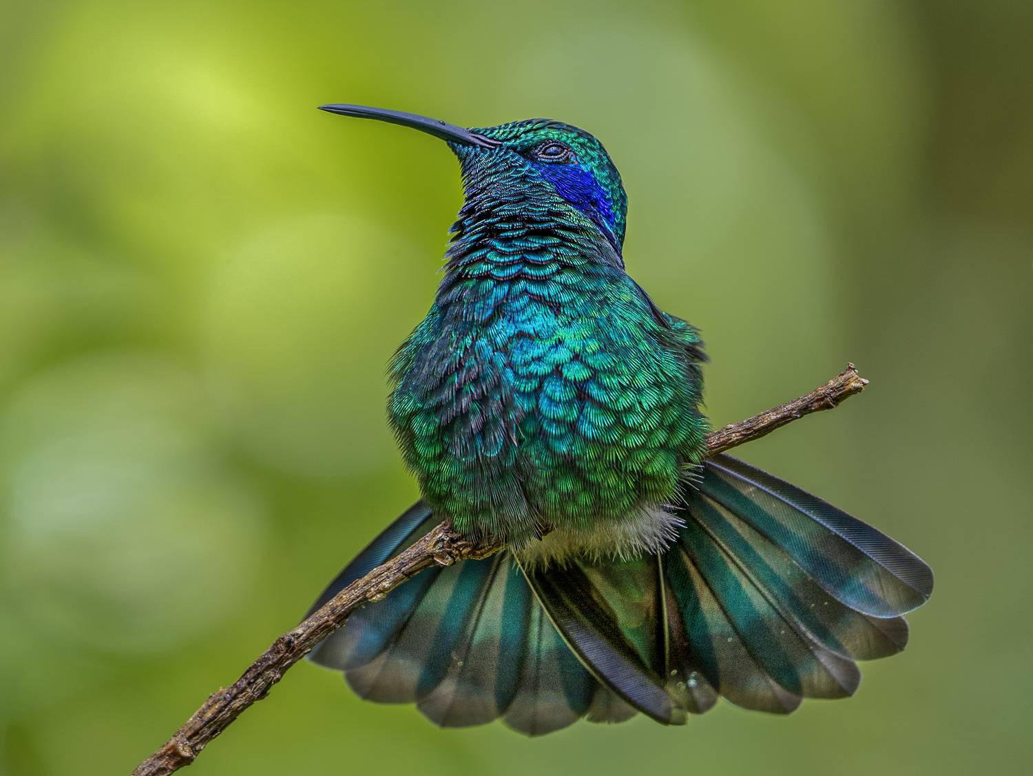 Фотография #10323727