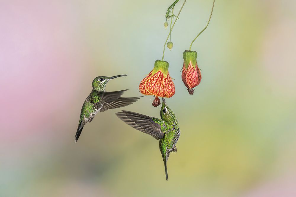 Photograph by Juan Carlos Fonseca