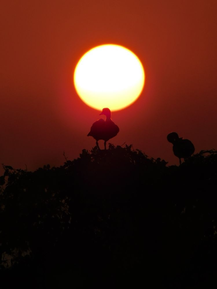Photograph by Shiva Kumar