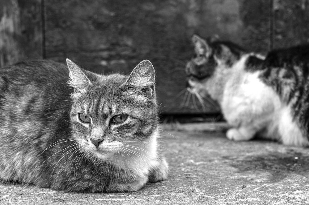Photograph by Александра Климук