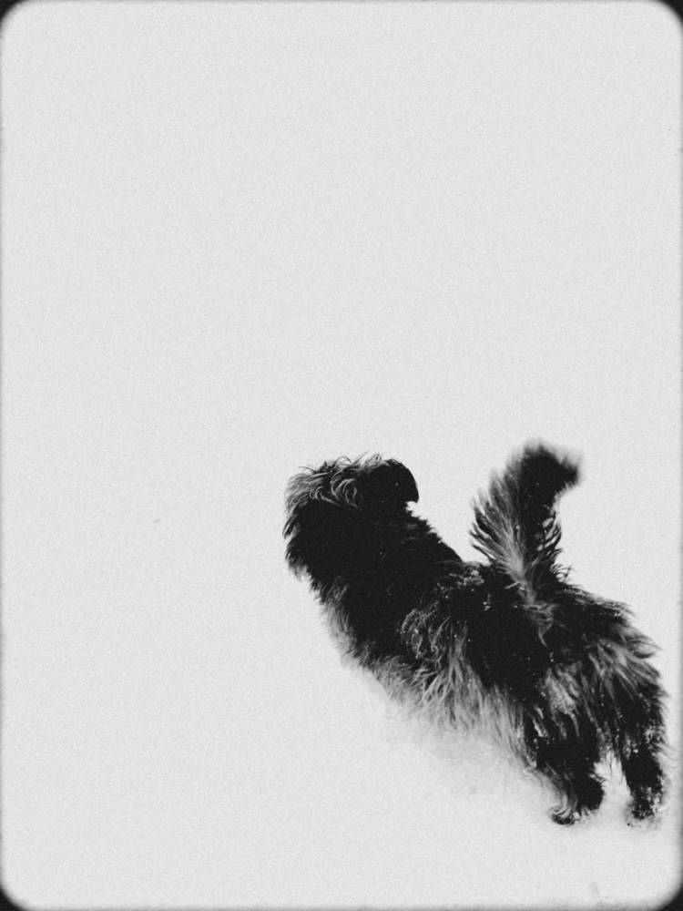 В ожидании хозяина