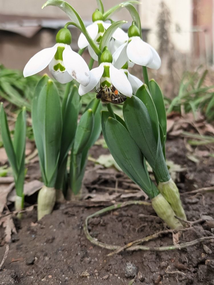 Подснежниковый мед?