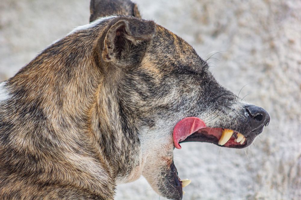 A photo taken while a dog yawns