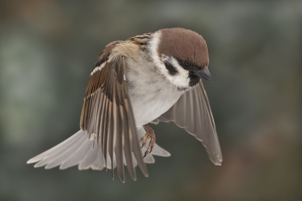 Photograph by Rimantas Stankunas