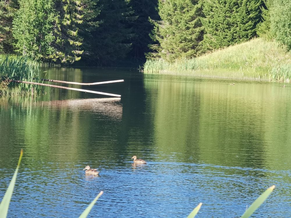 Уточки на пруду