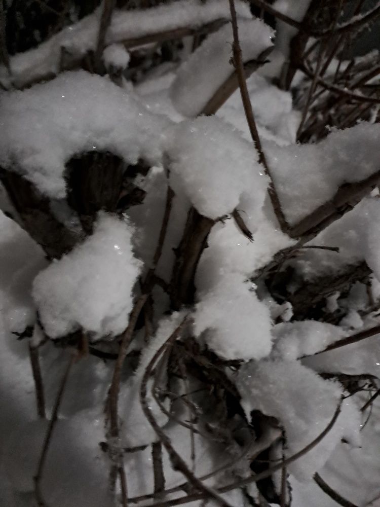 Photograph by Ирина Владимировна