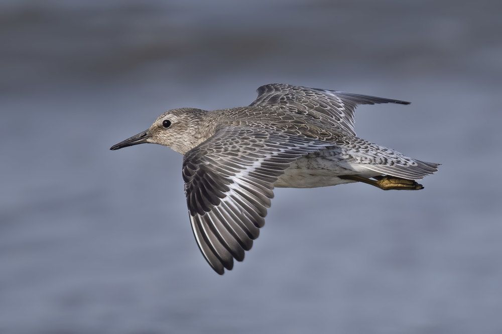 Photograph by Rimantas Stankunas