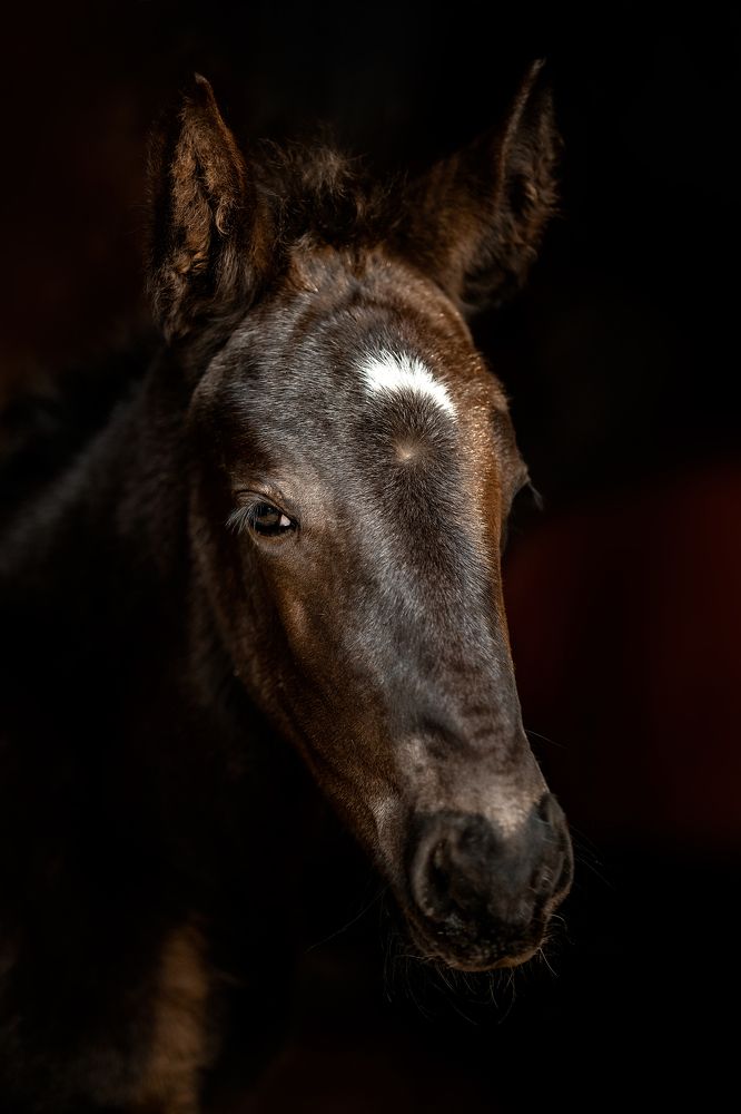 Photograph by Александра Долбикова