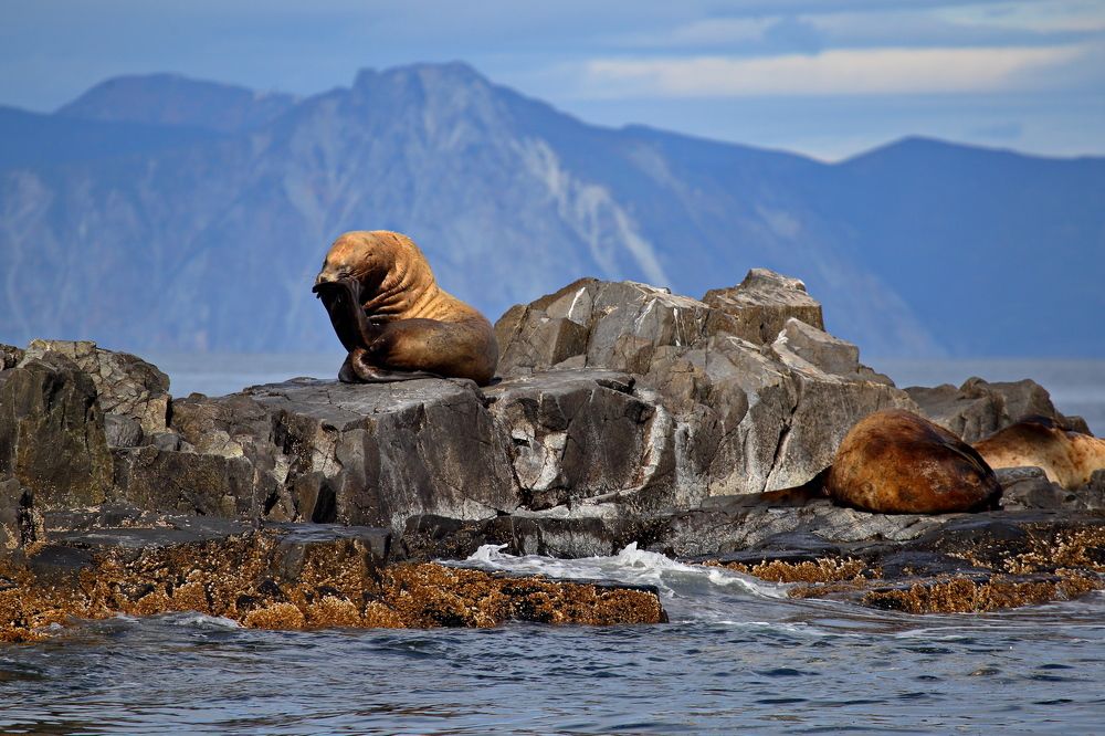 Фотография автора Александр Челмодеев