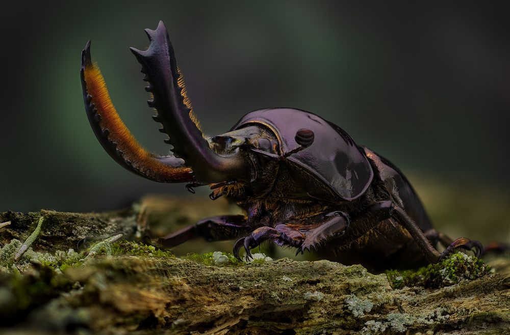 Photograph by Eugenijus Kavaliauskas