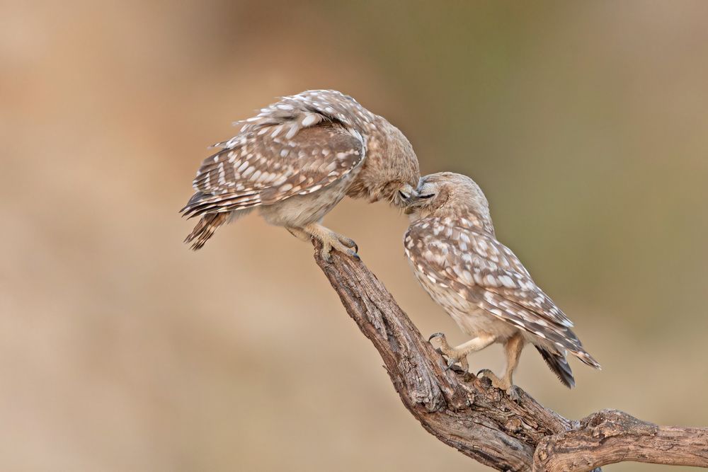 Фотография автора אילן מנשה