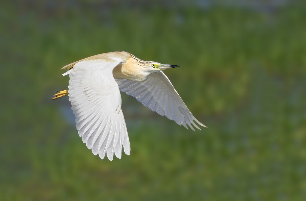 Фотография автора אילן מנשה