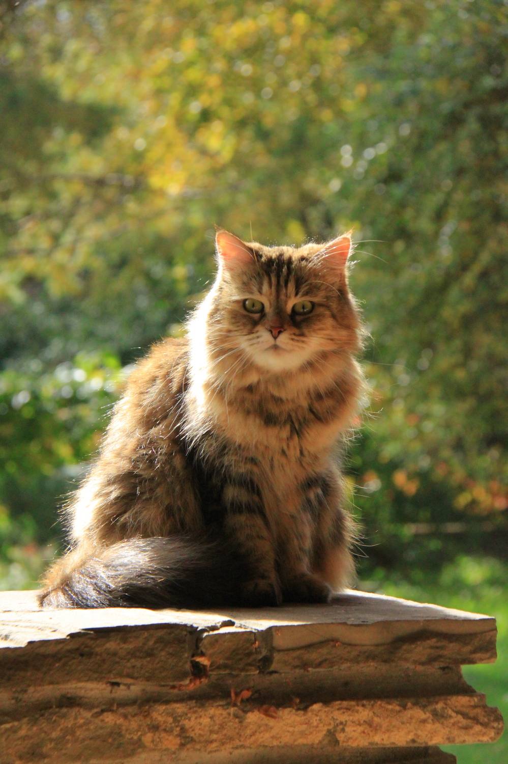 Photo #10325292