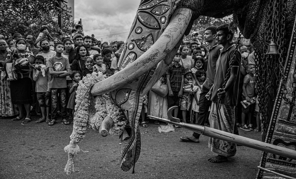 Фотография автора Laddu Sasindu Pramuditha De Silva