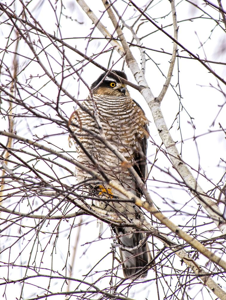 Ястреб перепелятник