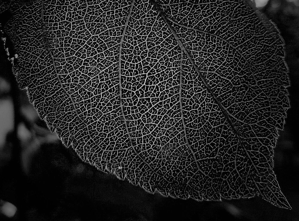 Photograph by Евгений Гонтов