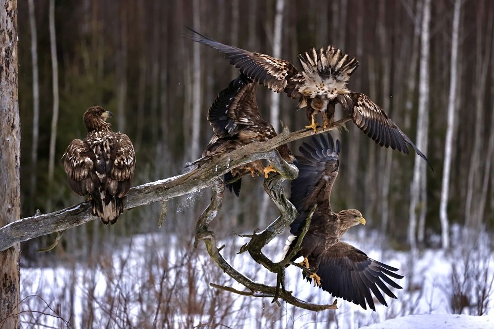 Photograph by Ольга Одаренко