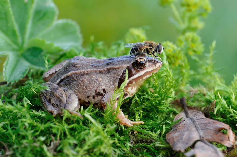 Изучая манускрипт.