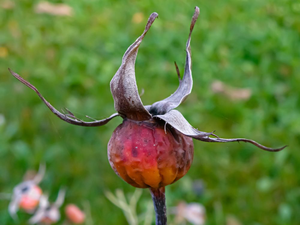 Фотография автора Angelo Dolci