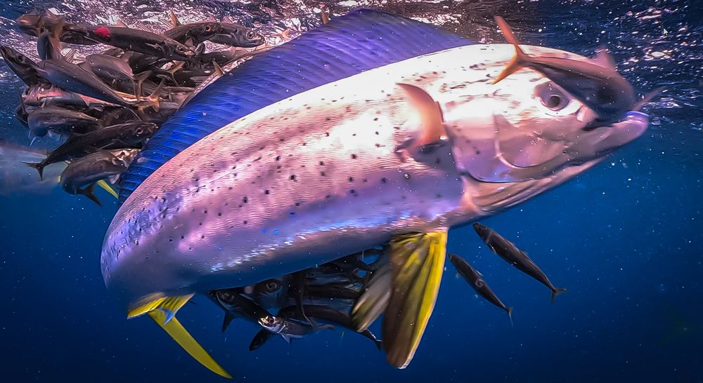 MahiMahi the Predator