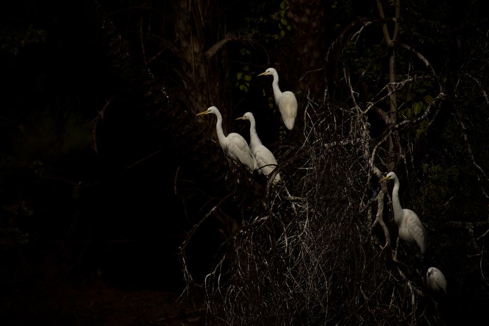 Egrets in the woods