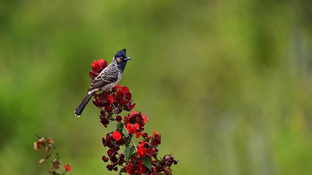 The common flameback