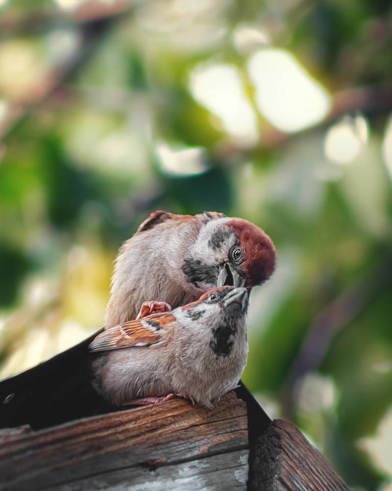 (family life) семейная жизнь