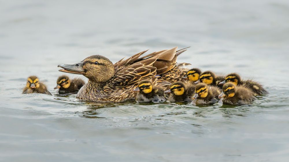 Photograph by Ali C Hakim